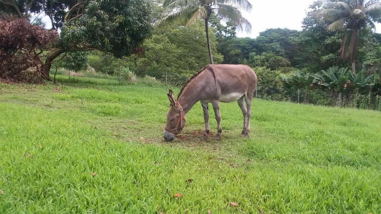 Island Goode'S - Luxury Adult Only Accommodation Near Hilo Papaikou 外观 照片