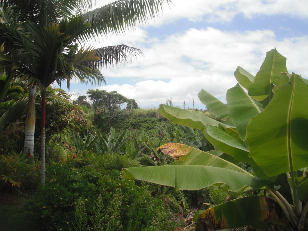 Island Goode'S - Luxury Adult Only Accommodation Near Hilo Papaikou 外观 照片
