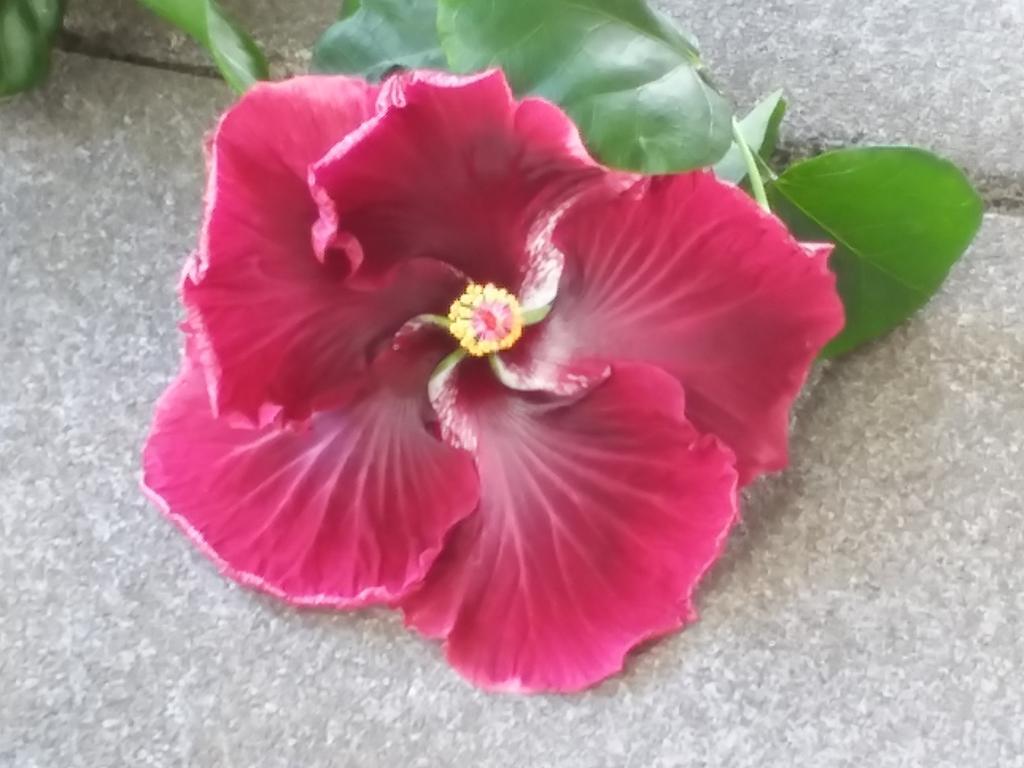 Island Goode'S - Luxury Adult Only Accommodation Near Hilo Papaikou 外观 照片