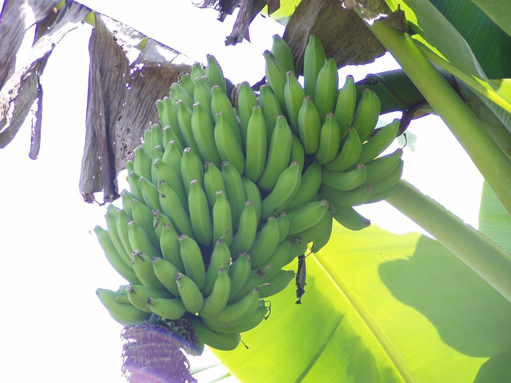 Island Goode'S - Luxury Adult Only Accommodation Near Hilo Papaikou 外观 照片