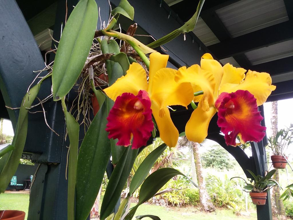Island Goode'S - Luxury Adult Only Accommodation Near Hilo Papaikou 外观 照片