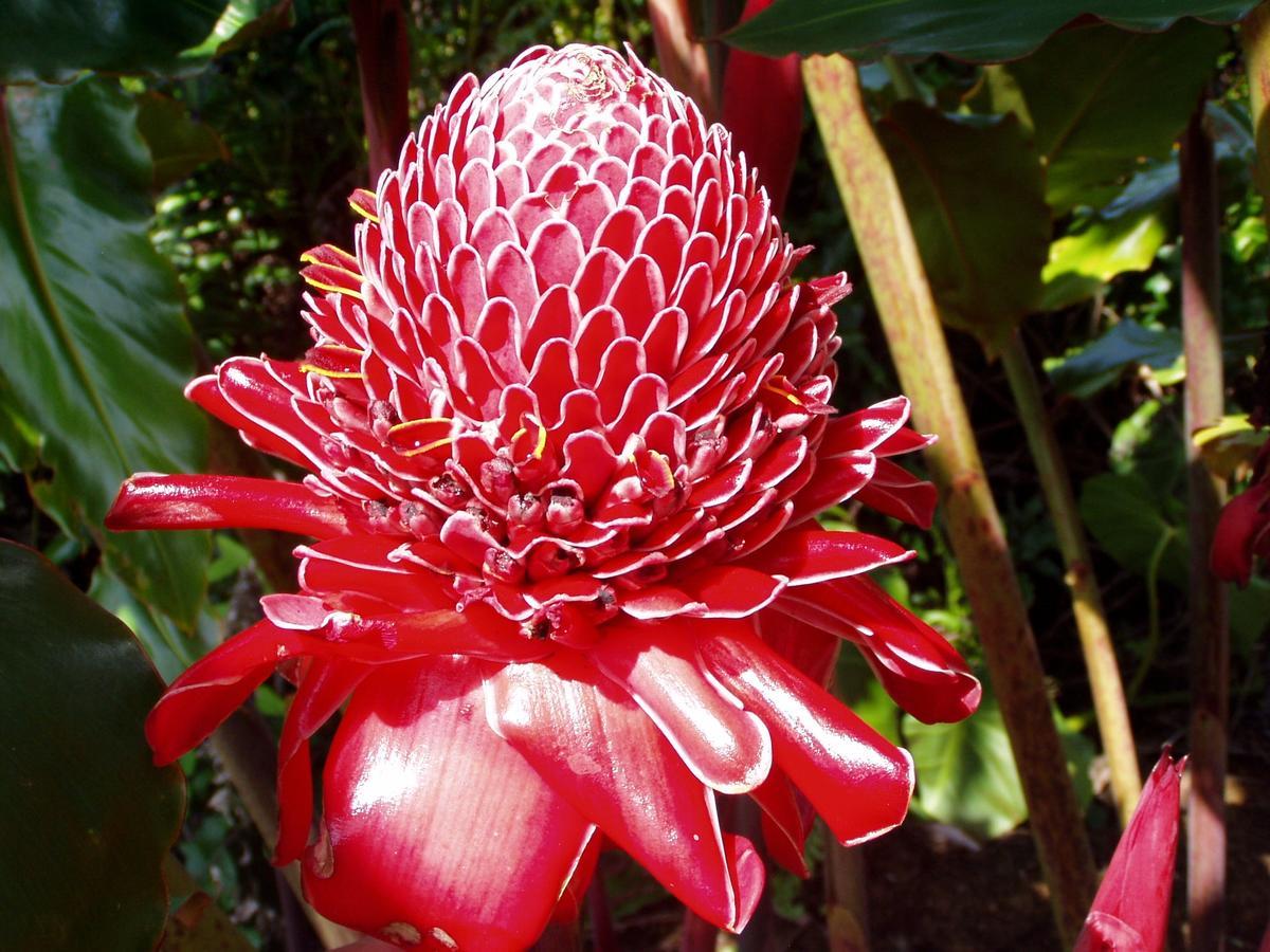 Island Goode'S - Luxury Adult Only Accommodation Near Hilo Papaikou 外观 照片