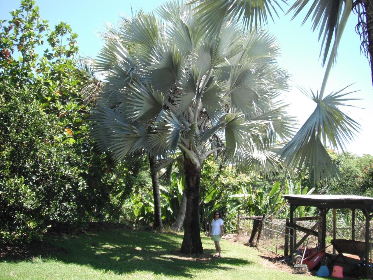 Island Goode'S - Luxury Adult Only Accommodation Near Hilo Papaikou 外观 照片